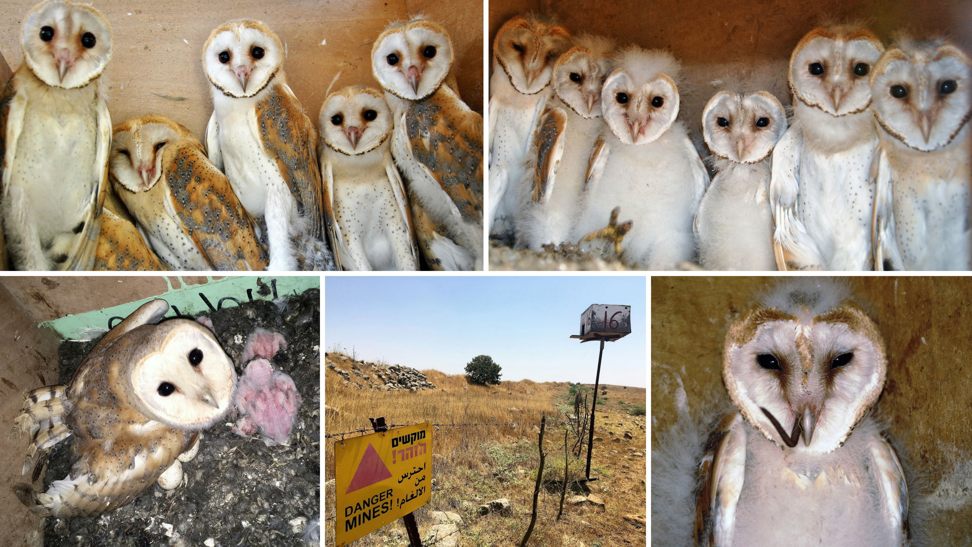 Barn Owl Ecology And Rodent Control The Charter Group Of