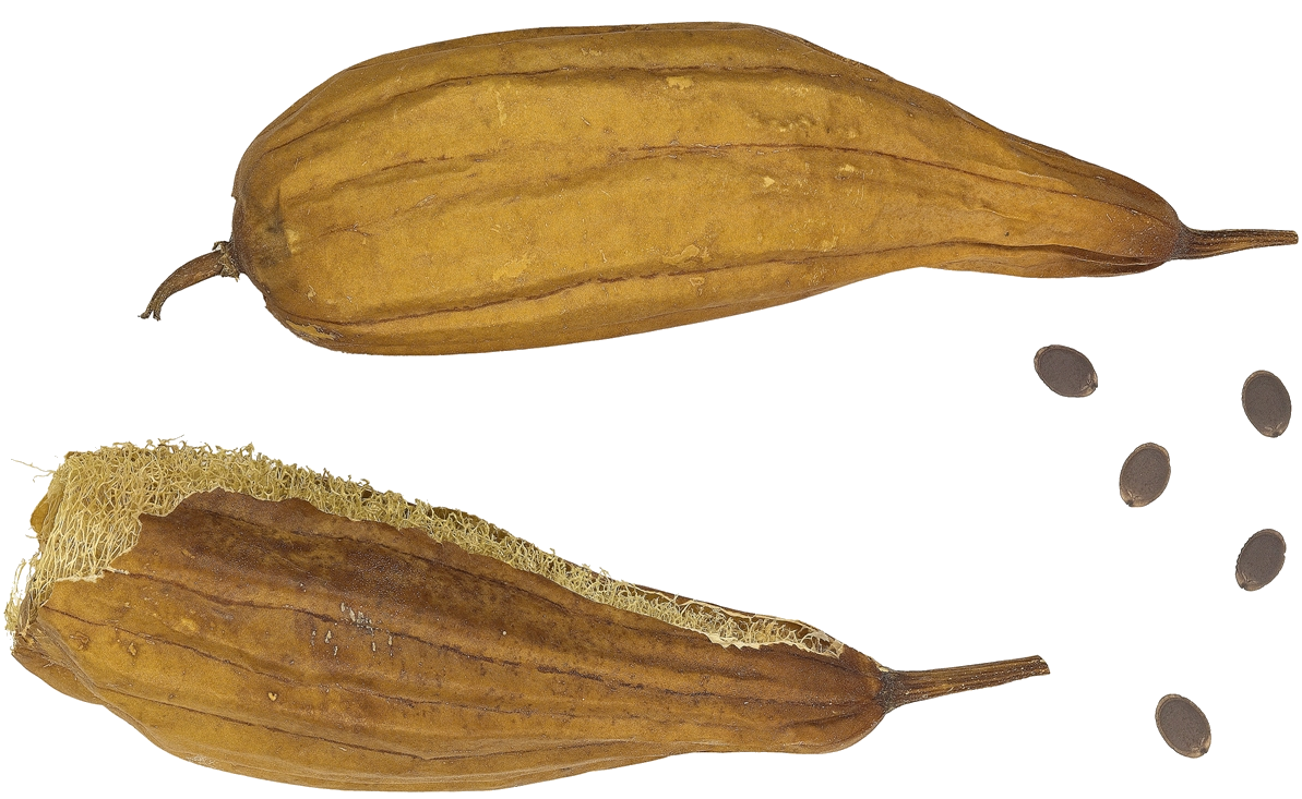 Luffa 3 fond transparent