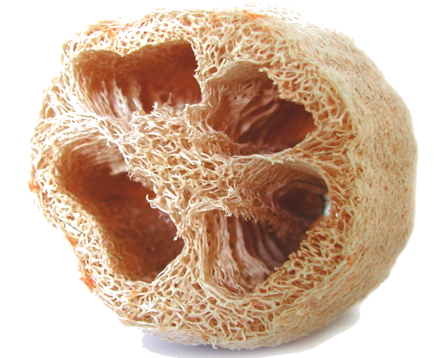 Luffa 1 fond transparent