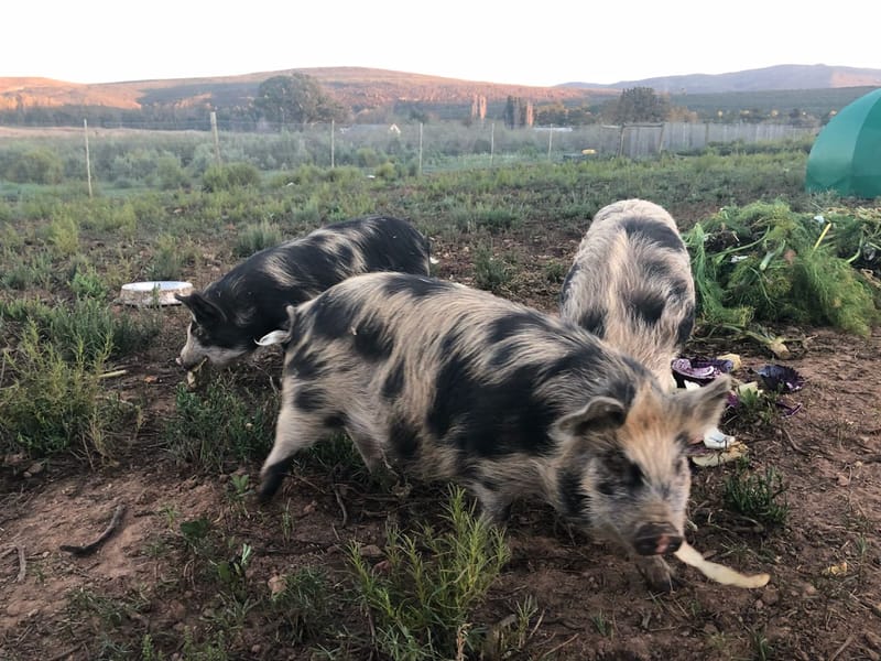 SPOTTED PIG KOLBROEK STUD - ALLENDALE FARM