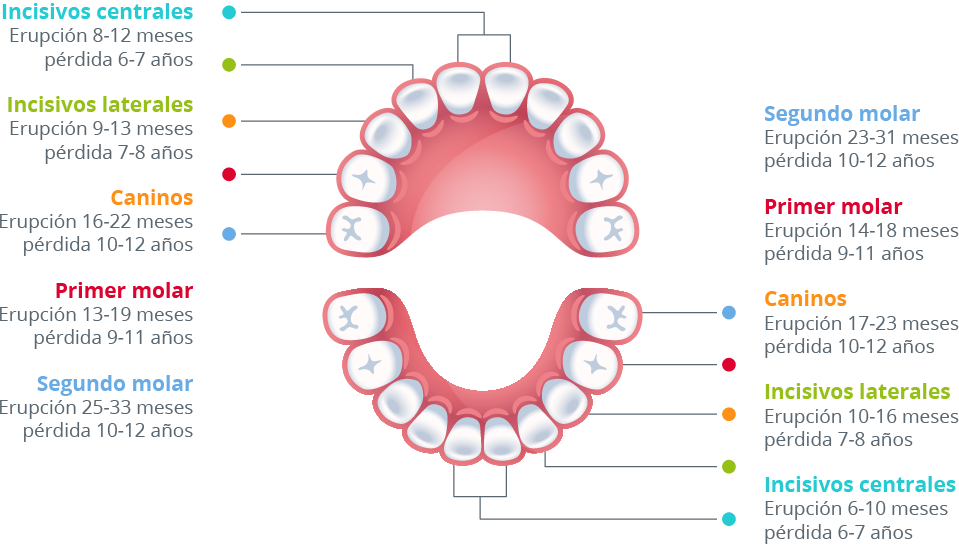 SALUD ORAL: Dentición Decidua Vs Dentición Permanente.