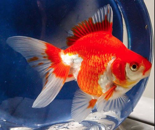 Ryukin Goldfish Welcome To Richard Discus Fish Home
