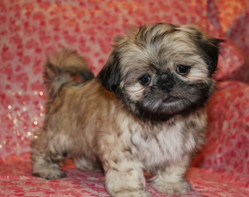 Shih Tzu Puppies For Sale In The Dallas Ft Worth Area Of Texas
