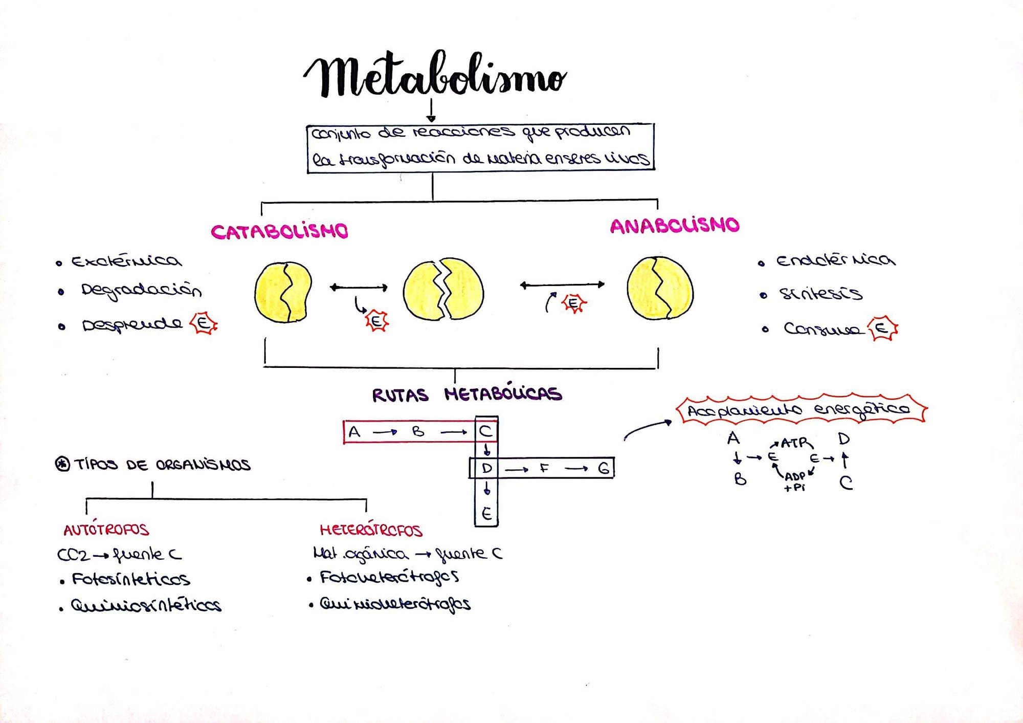 Metabolismo acido de crasulaceas