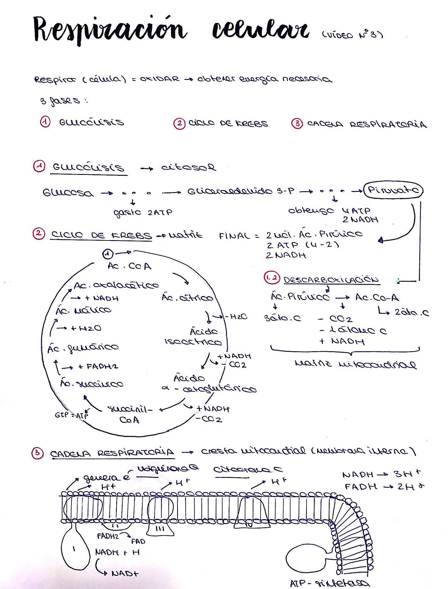 calculadora de metabolismo basal resultados