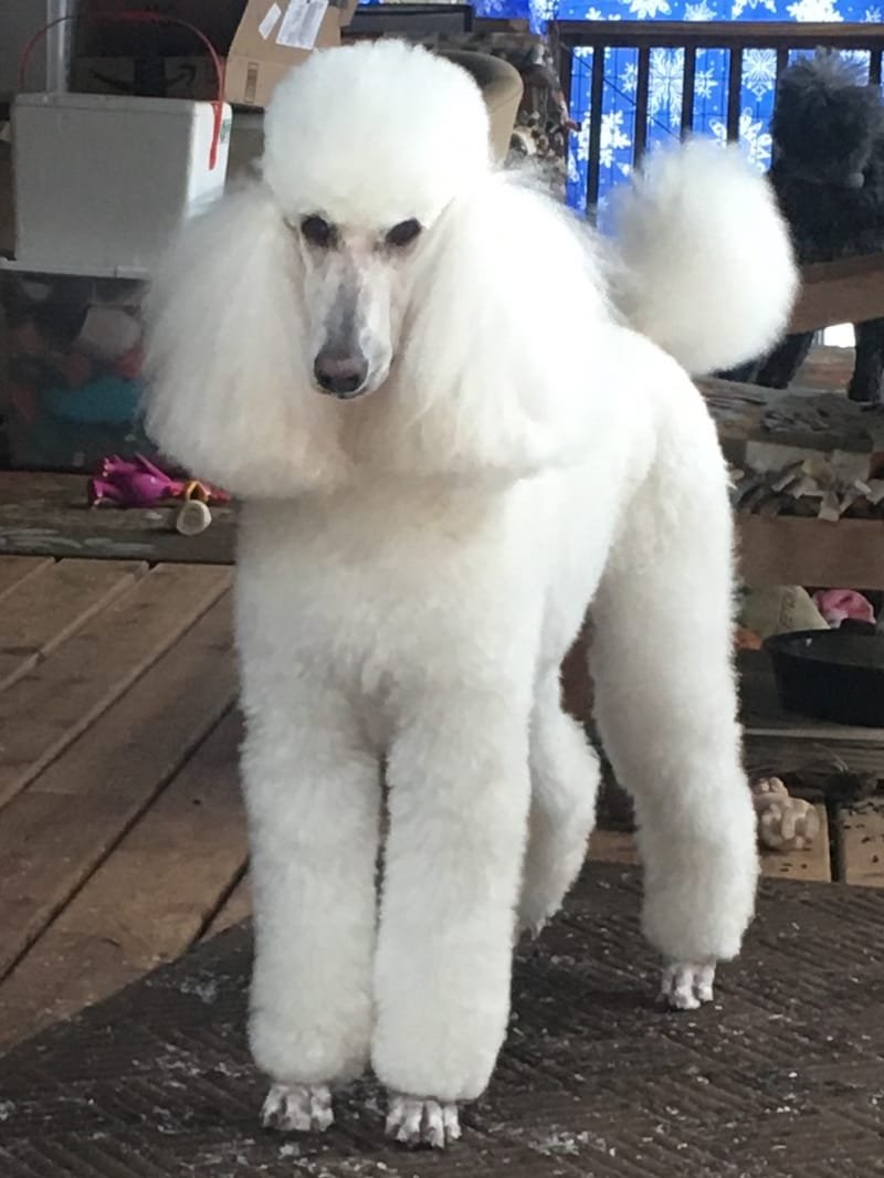 pictures of standard poodles