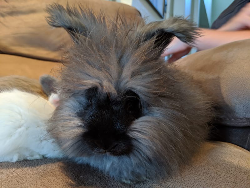 miniature angora rabbit