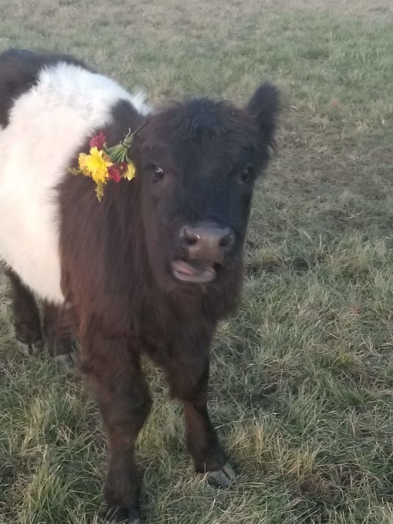 miniature angora rabbit