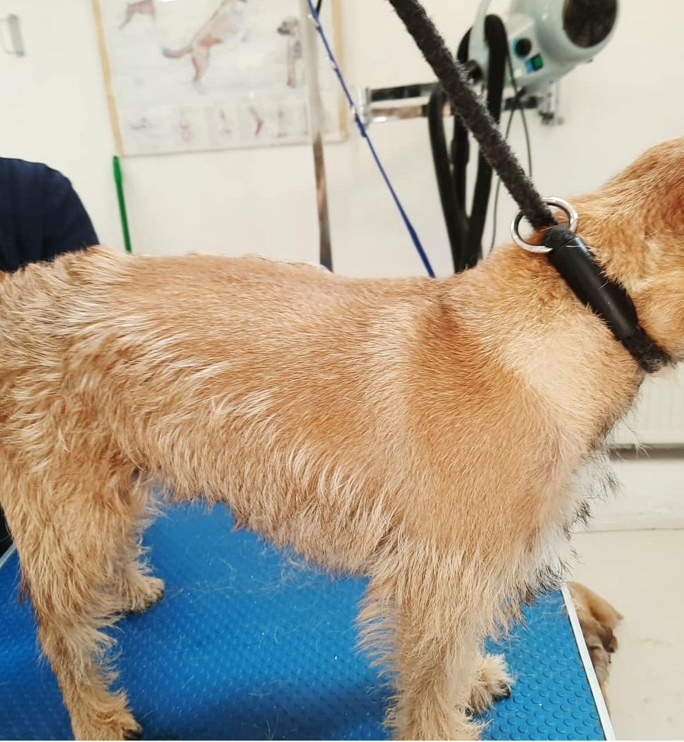 silky coated dog breeds