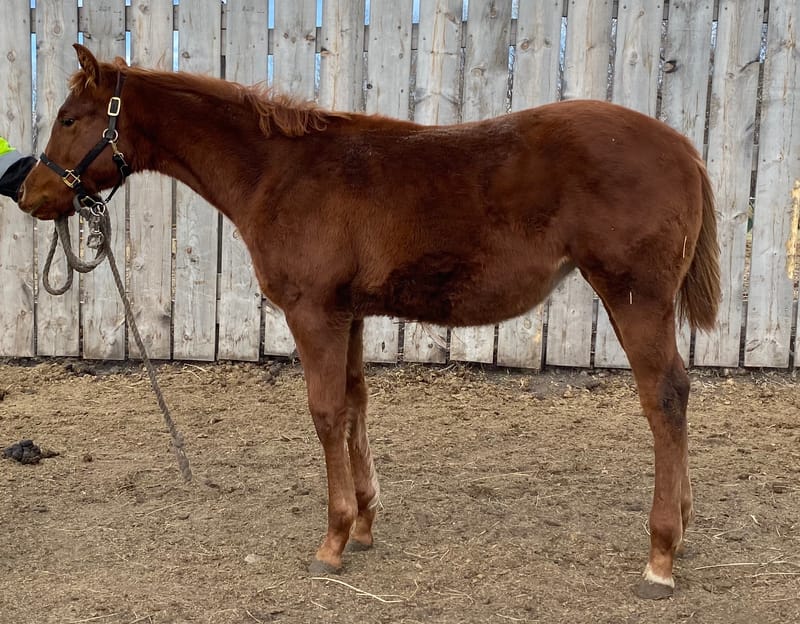 IM Eternally Hot SOLD to North Dakota!! AQHA 2019 Sorrel Filly