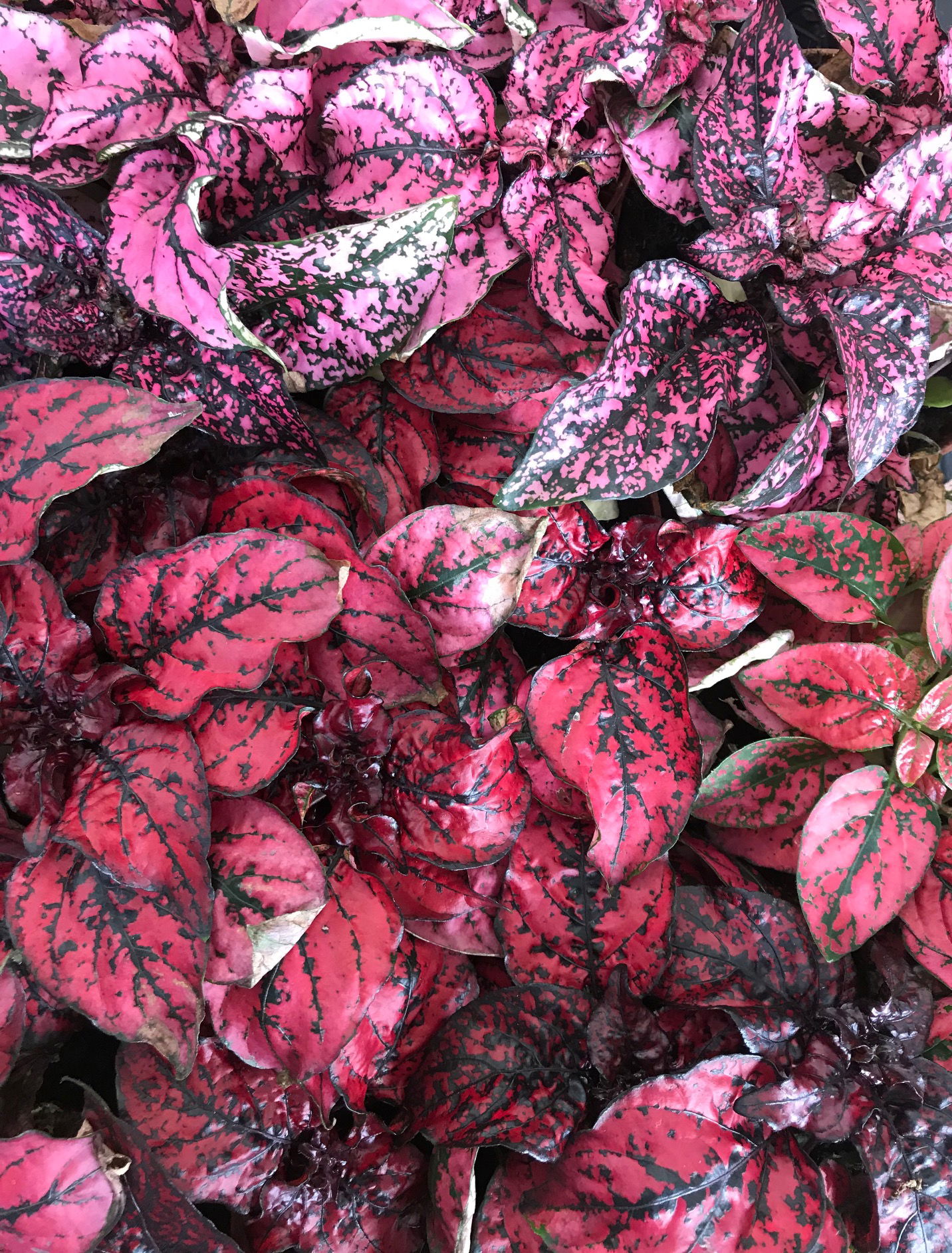 Indoor Begonia ukhouseplants