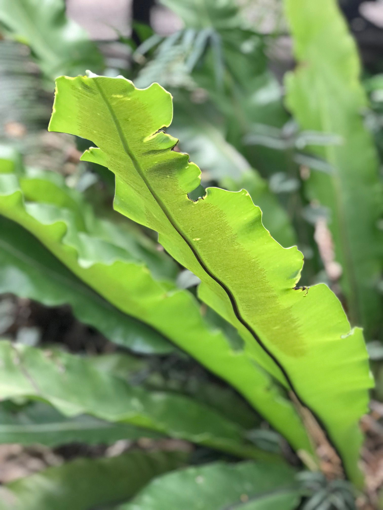 Repotting Birds Nest Fern