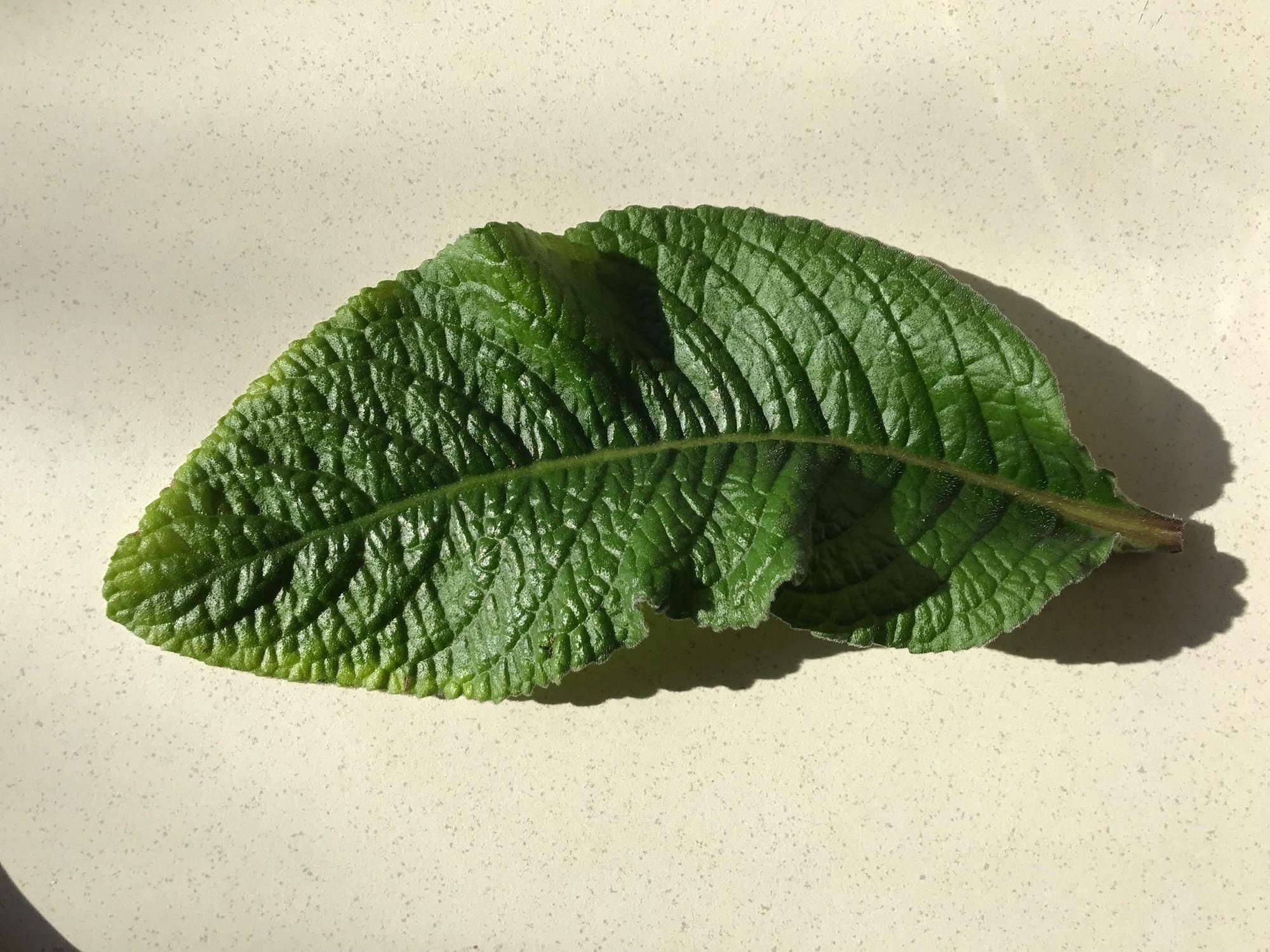 Streptocarpus Cape Primroses