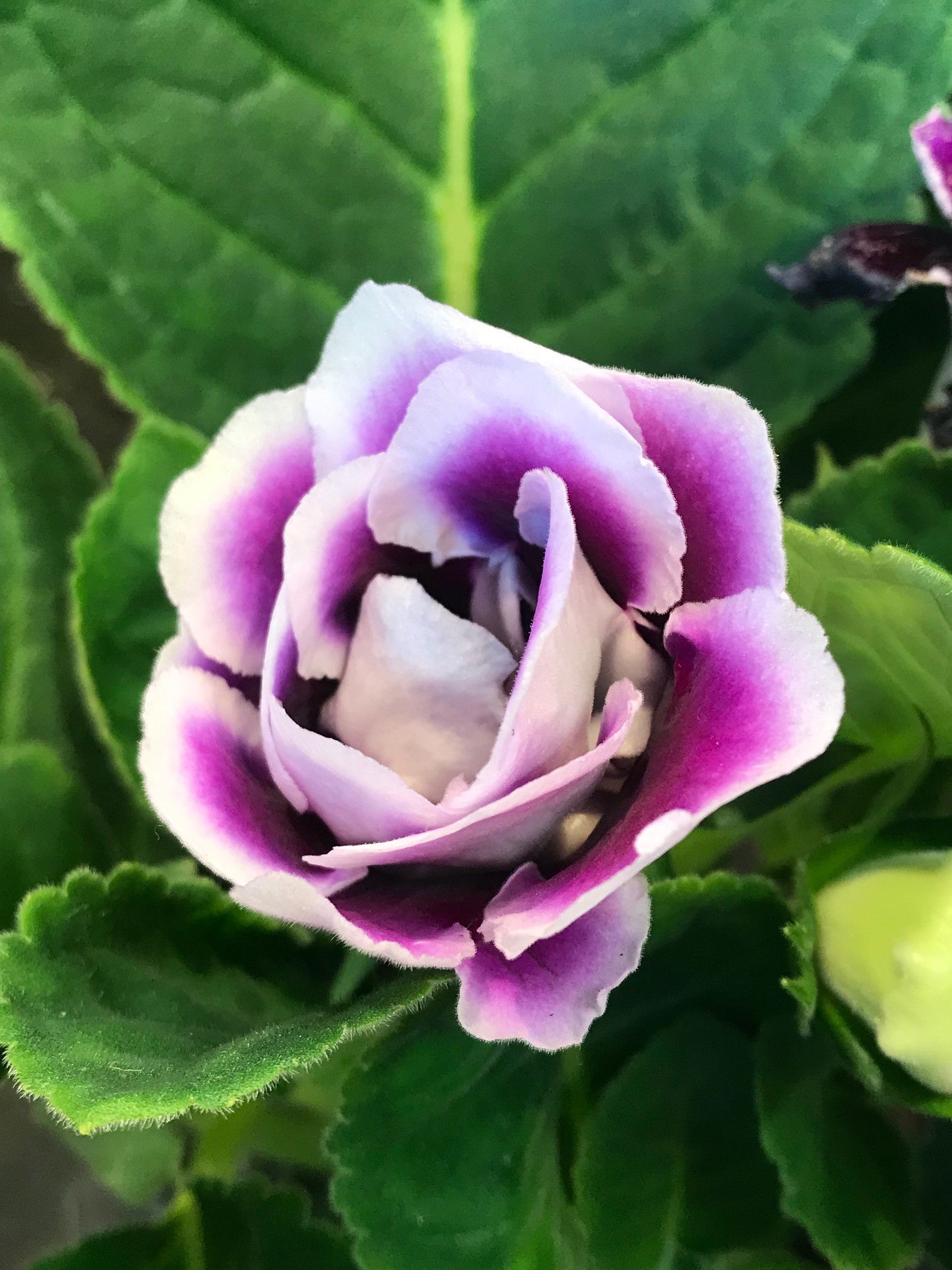 Gloxinia &amp; Sinningia ukhouseplants
