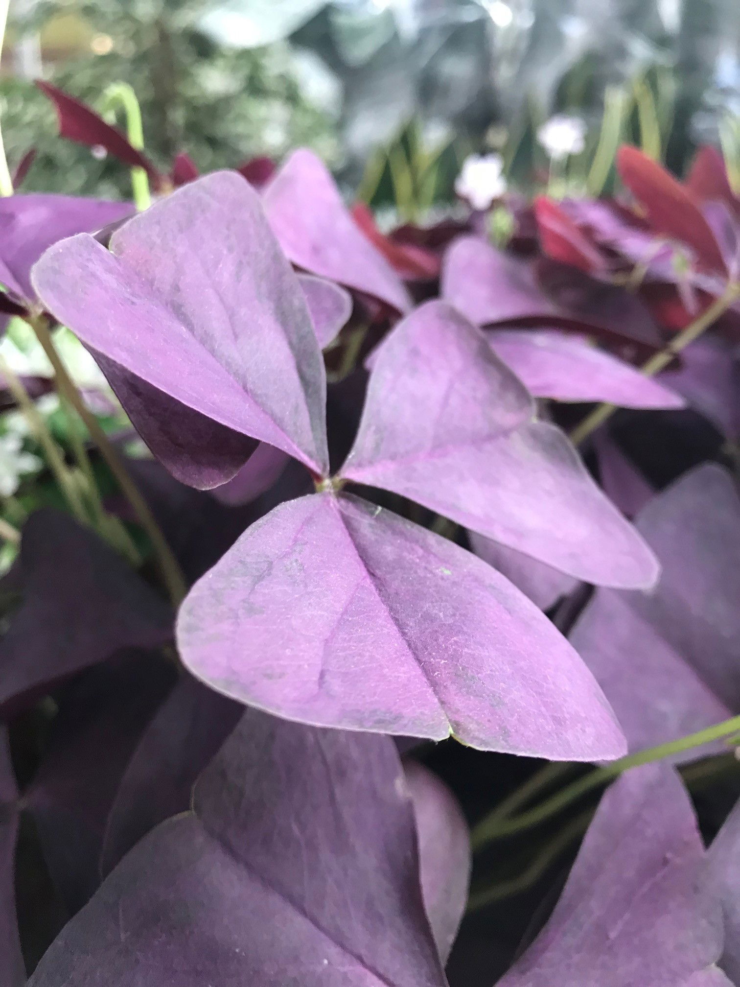 False Shamrock - Oxalis Triangularis