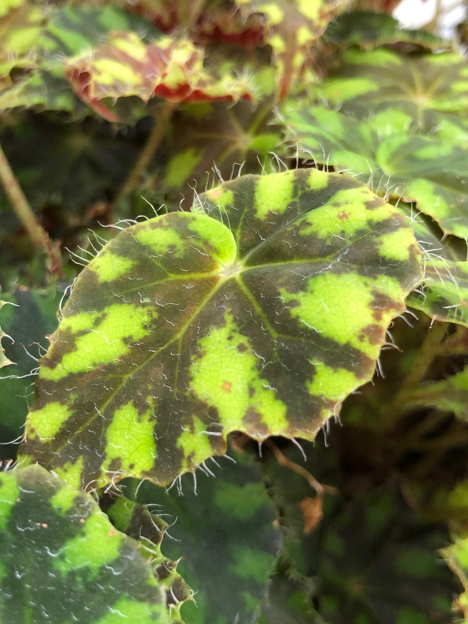 Indoor Begonia - ukhouseplants