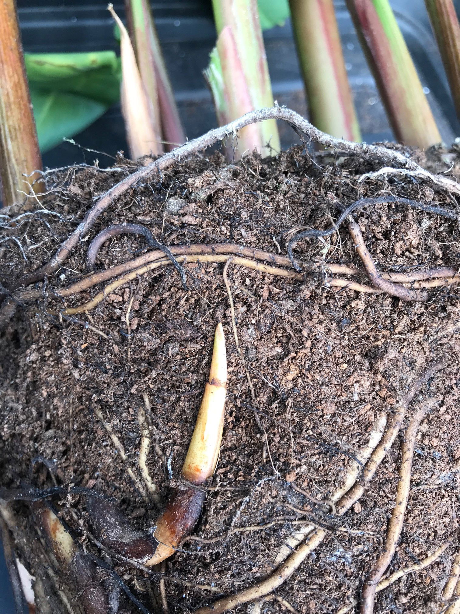 False Bird of Paradise - Heliconia - ukhouseplants