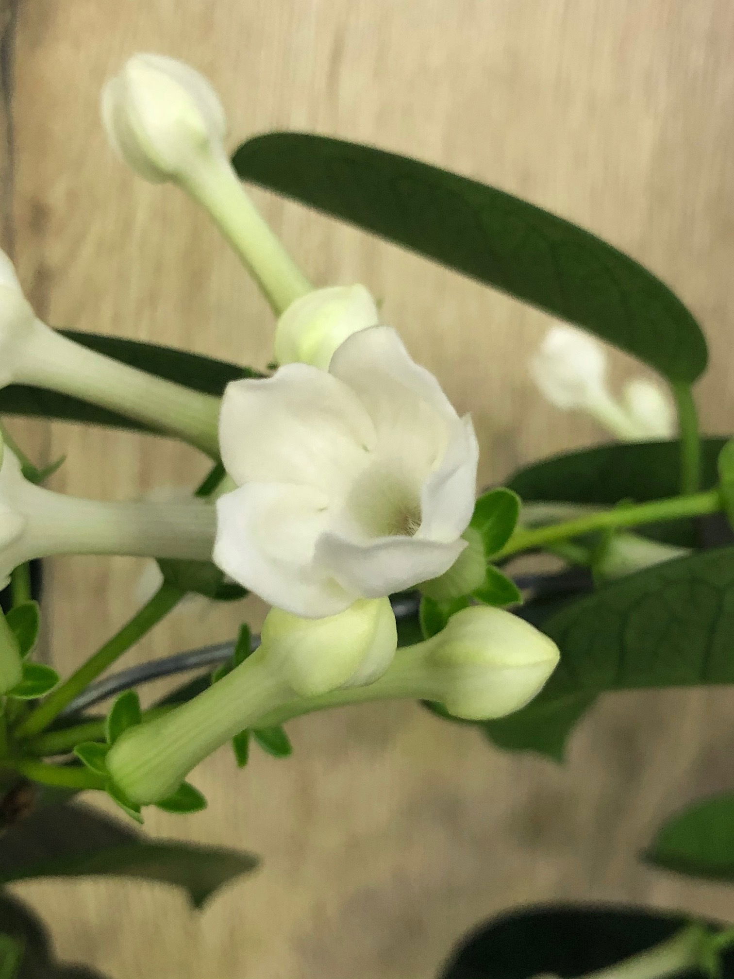 Stephanotis ukhouseplants