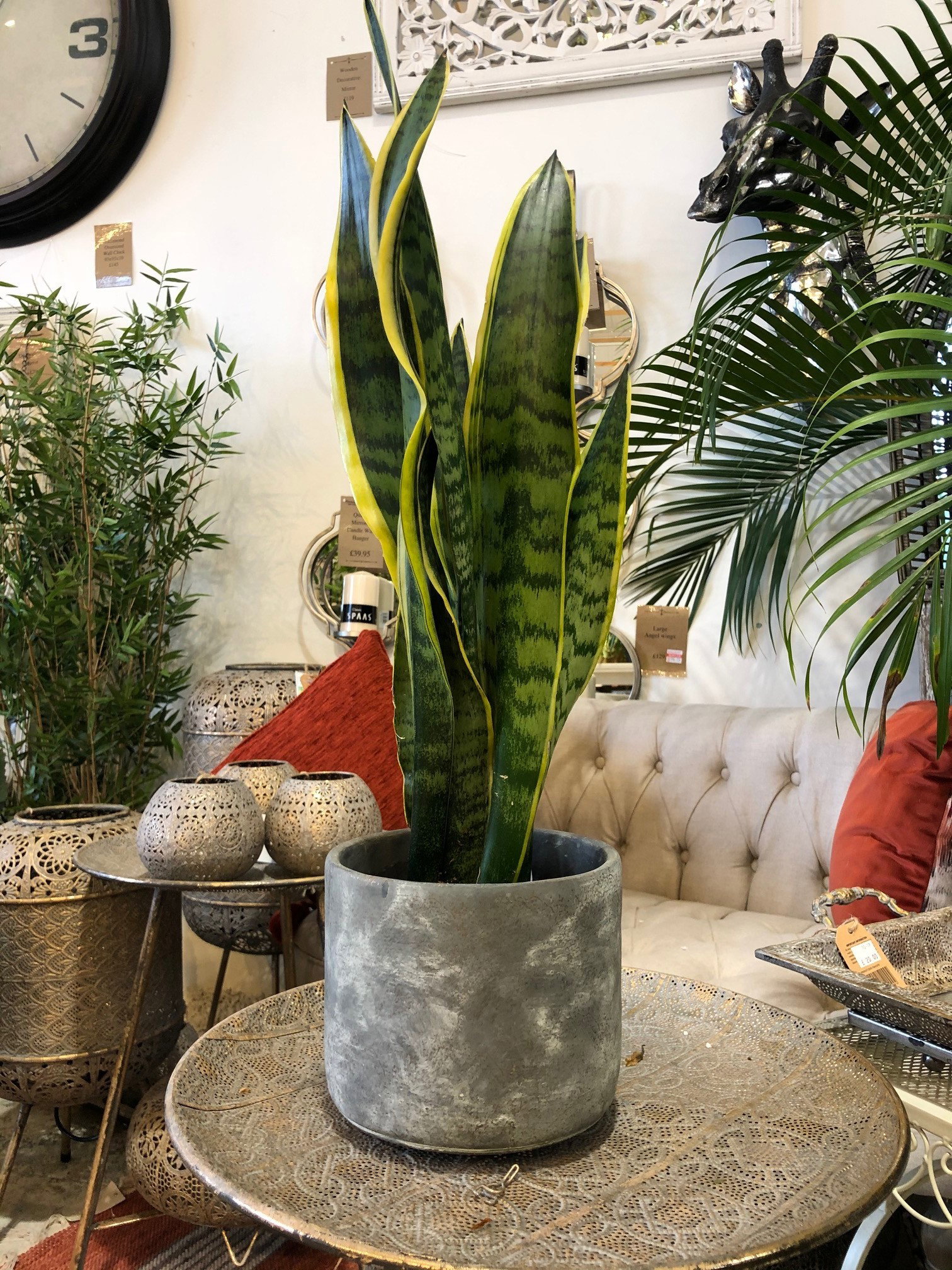 Sansevieria MotherinLaw�s Tongue