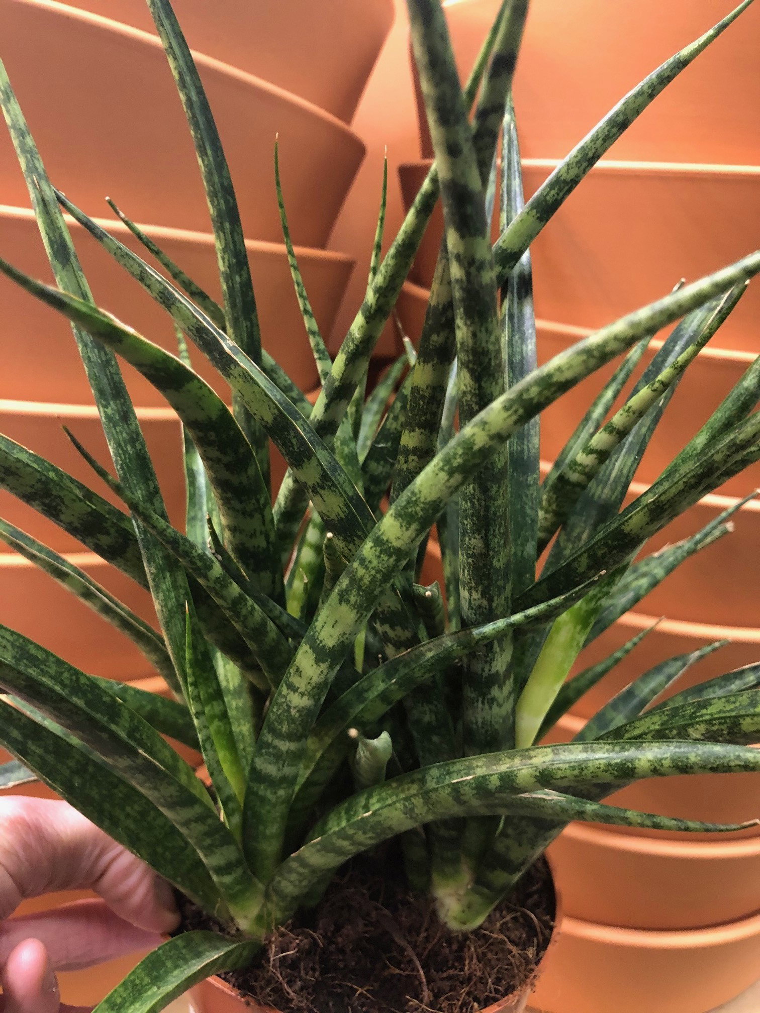 Sansevieria MotherinLaw's Tongue