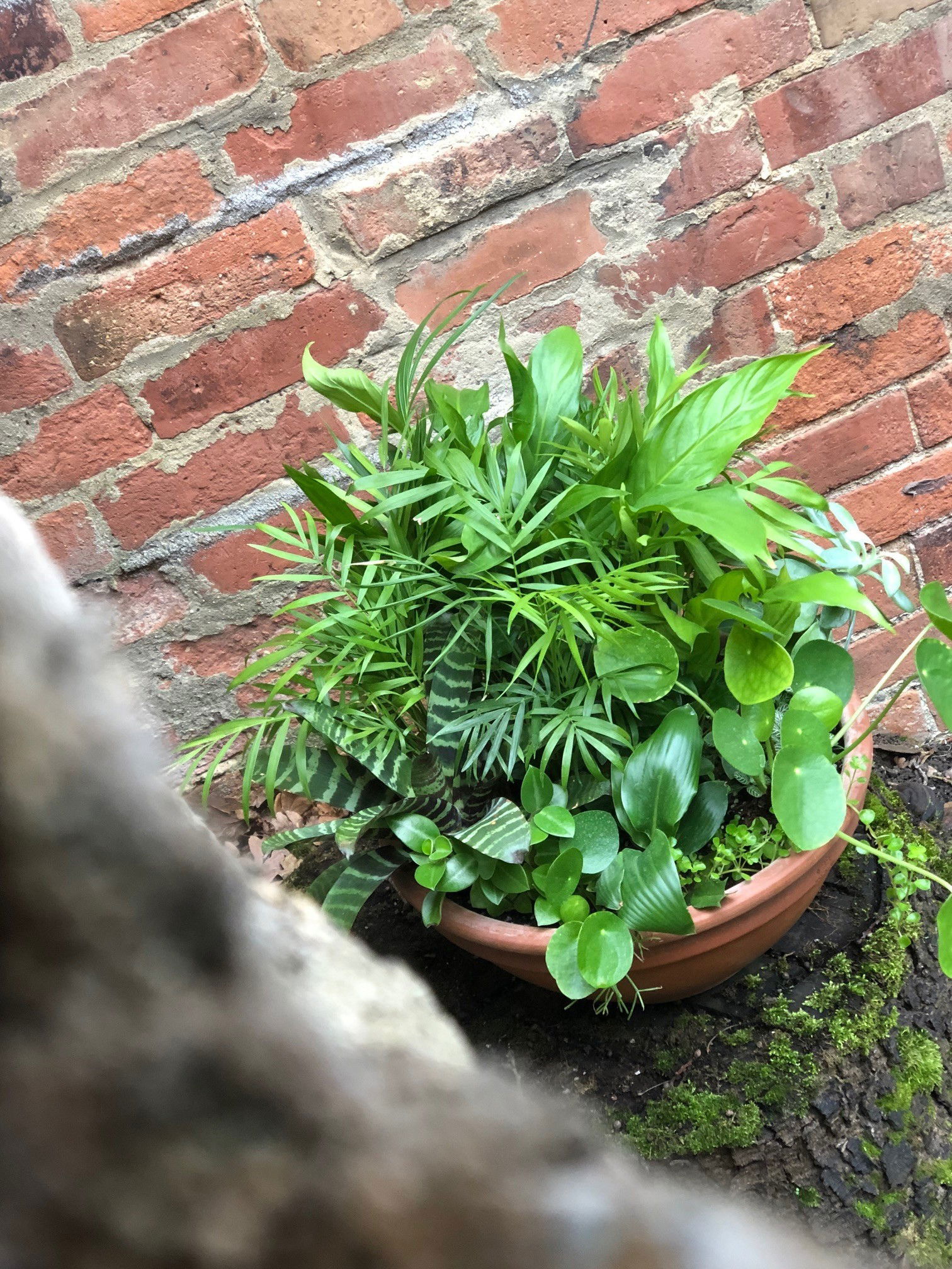 Increasing Humidity for Plants