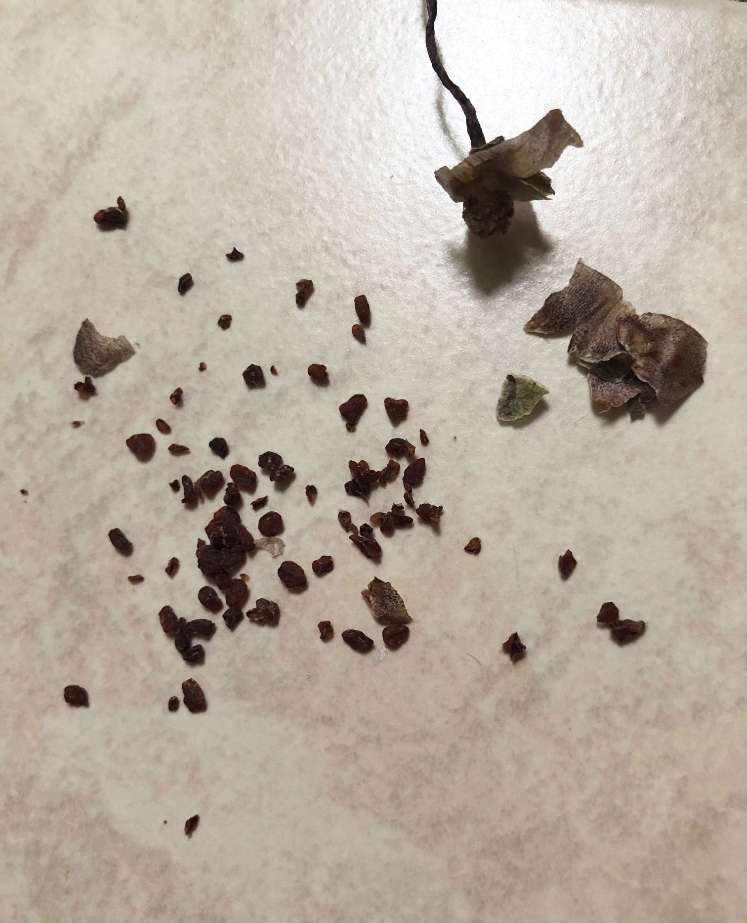 Cyclamen ukhouseplants