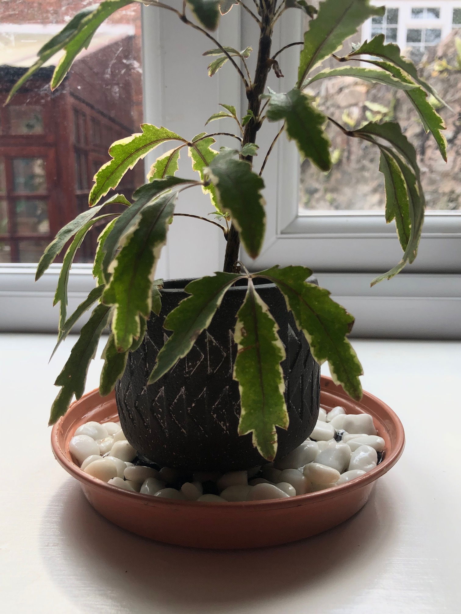 Increasing Humidity for Plants