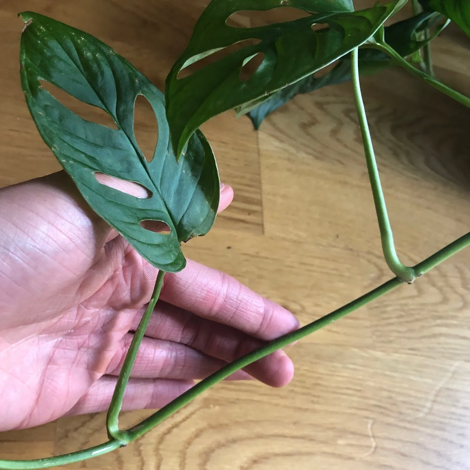 Monstera Adansonii + Obliqua - ukhouseplants