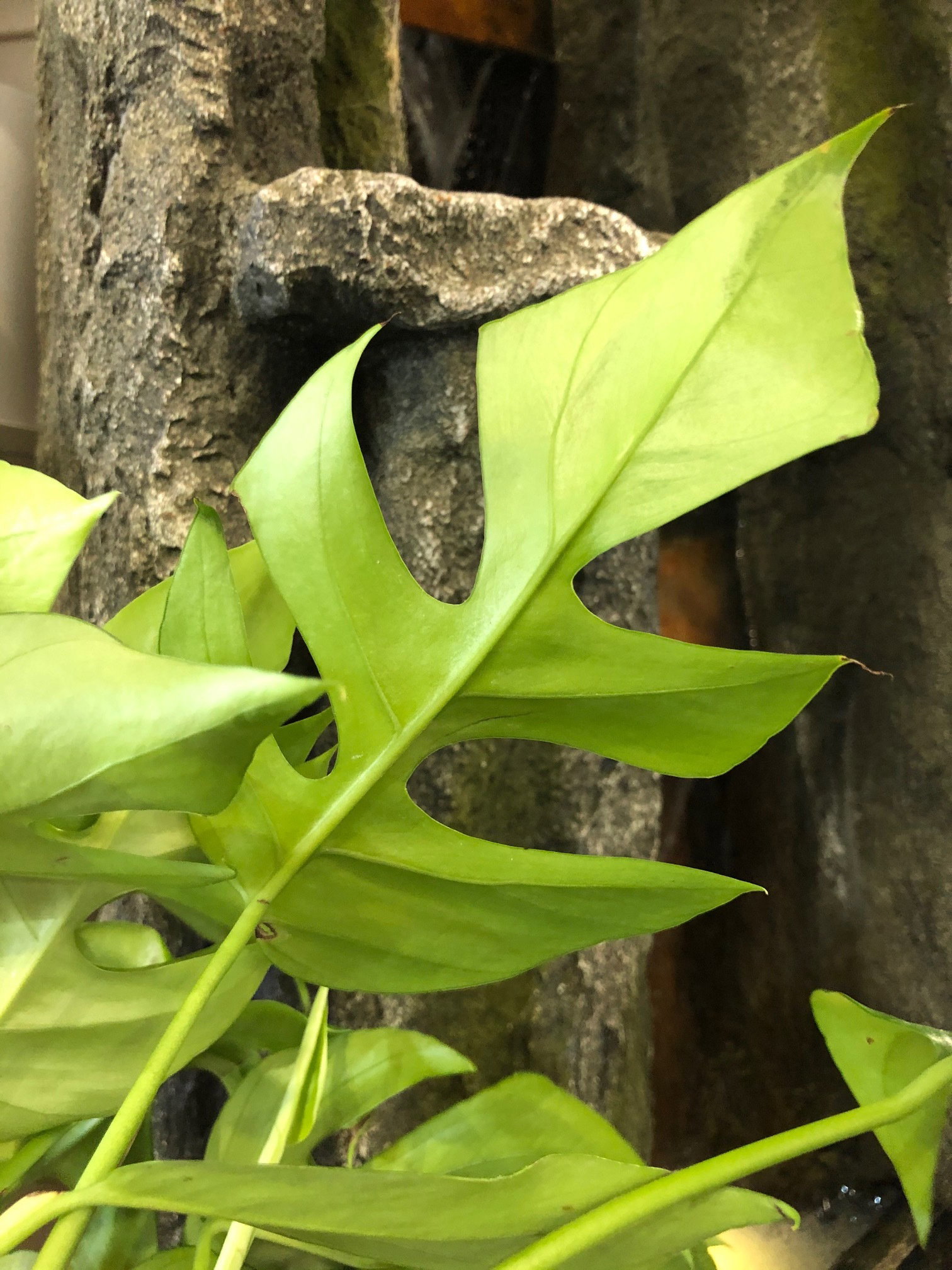 Rhaphidophora Tetrasperma - Monstera