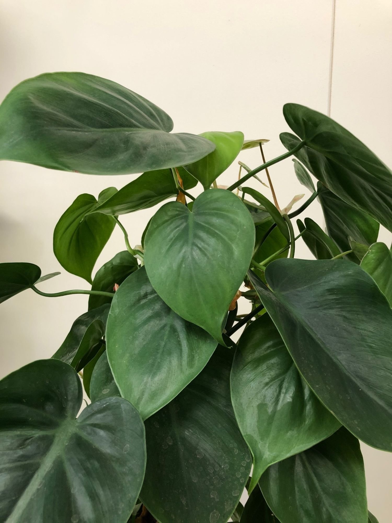 Philodendron Scandens & Hederaceum Heartless Philodendron
