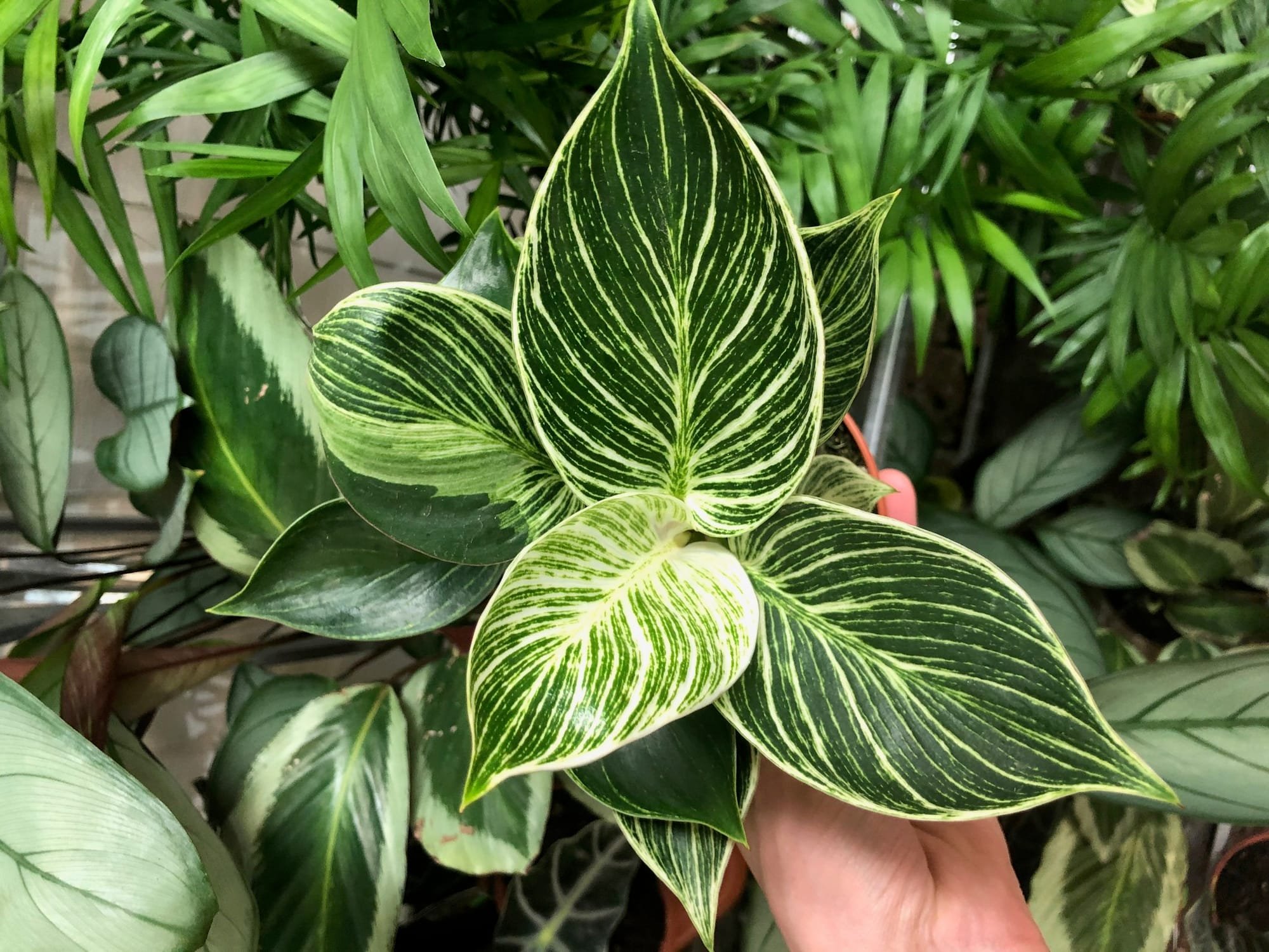 Philodendron Care Advice