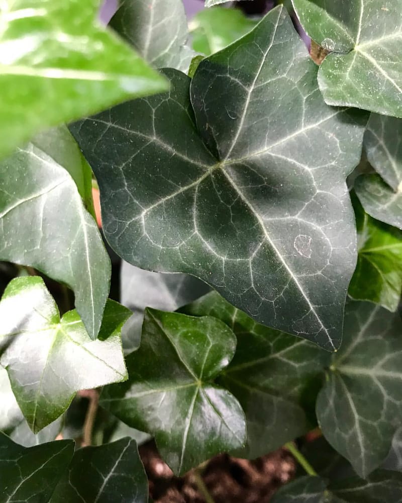 English Ivy Hedera ukhouseplants