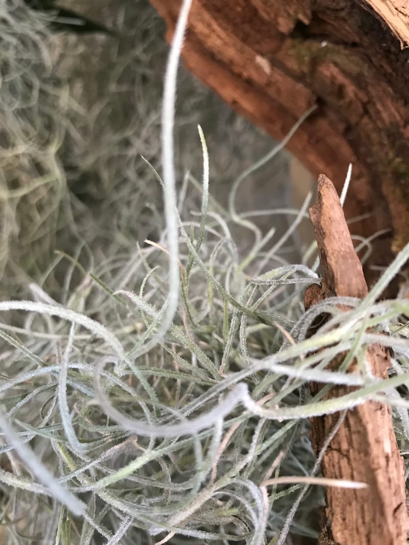 Spanish Moss Tillandsia Usneoides ukhouseplants