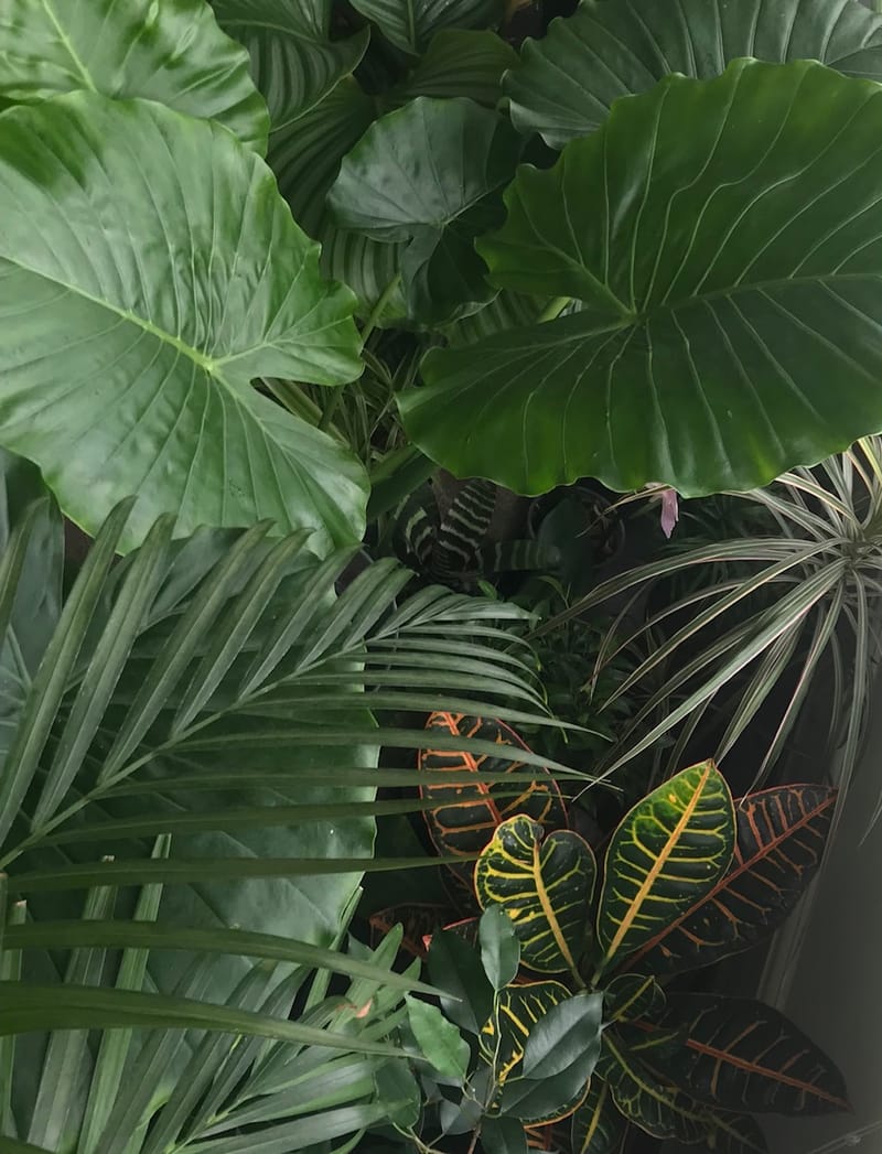 A List Of Easy-Care Houseplants