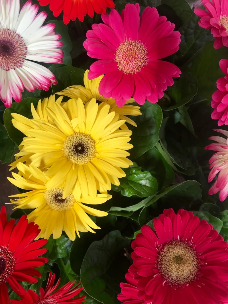 Gerbera - Barberton Daisy - ukhouseplants