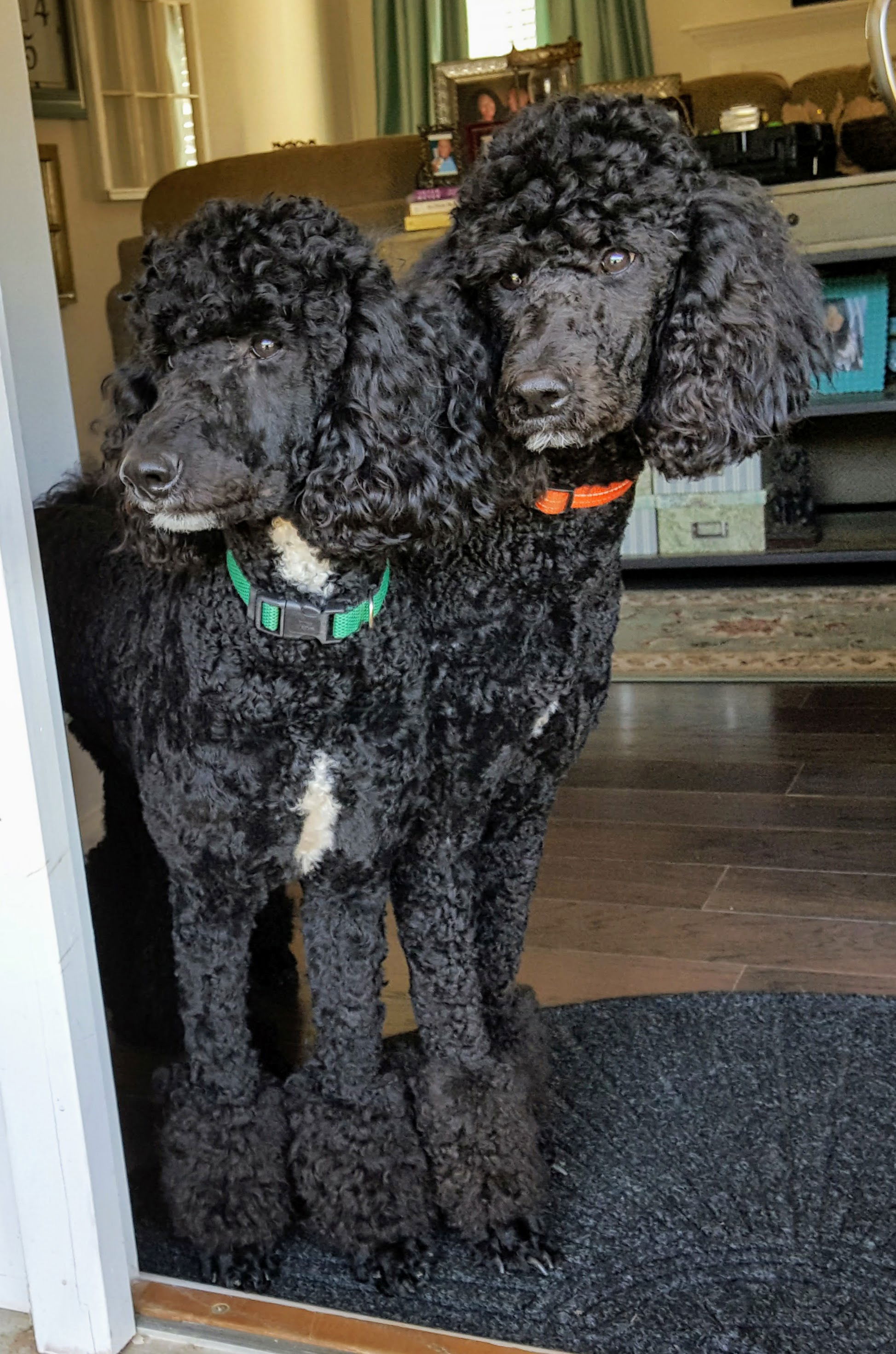 gray standard poodle