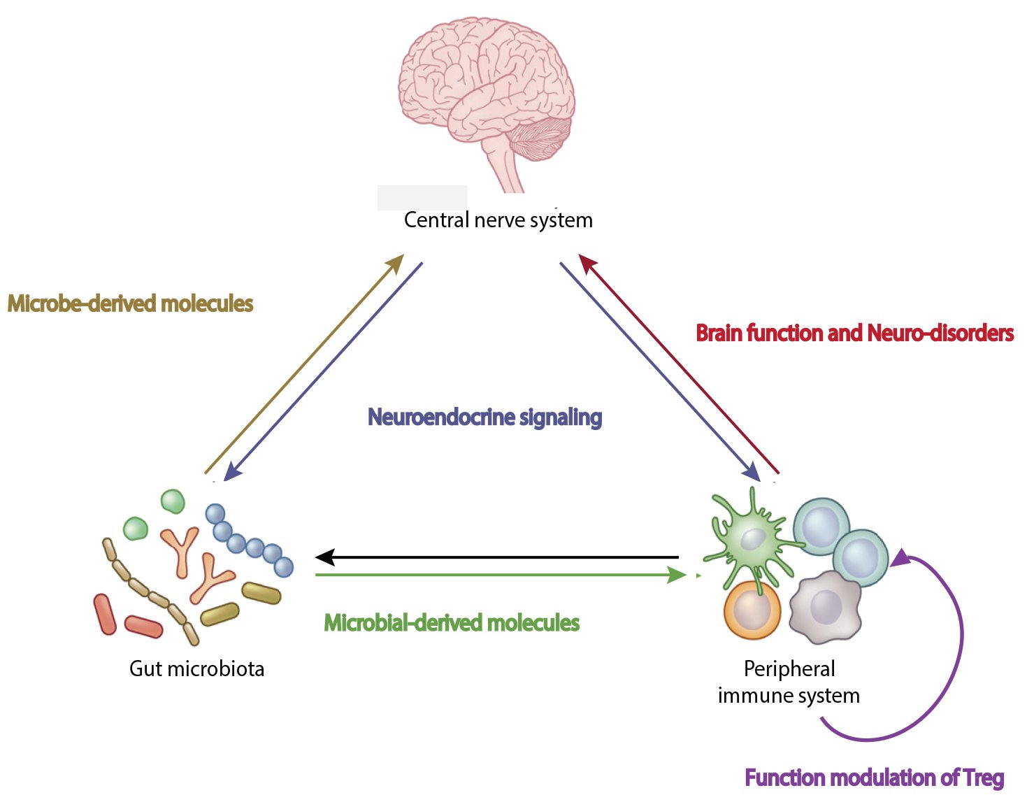1 Interaction Among Gut Microbiome Immune And Neuronal System
