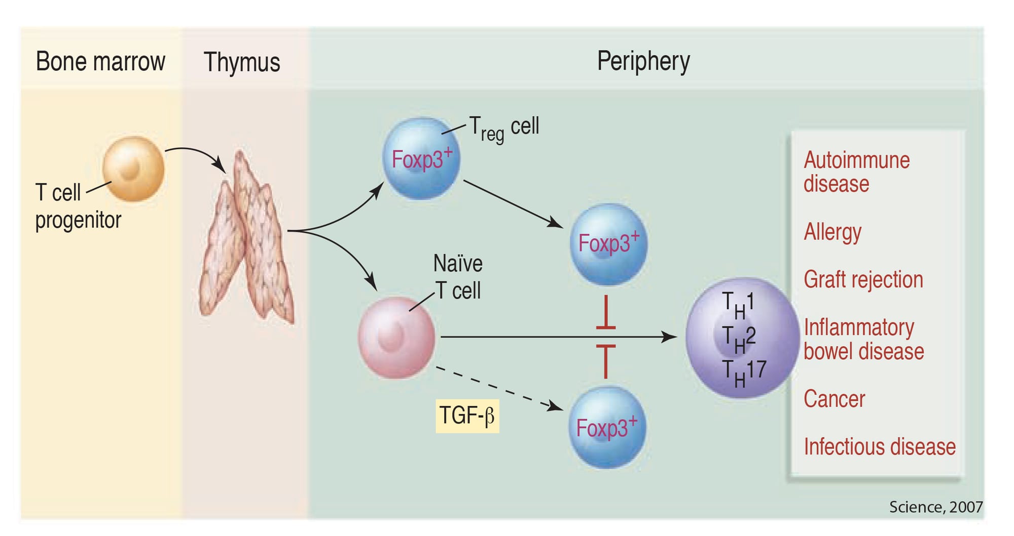 2. Regulatory T Cells (Treg) - YONSEI UNIVERSITY