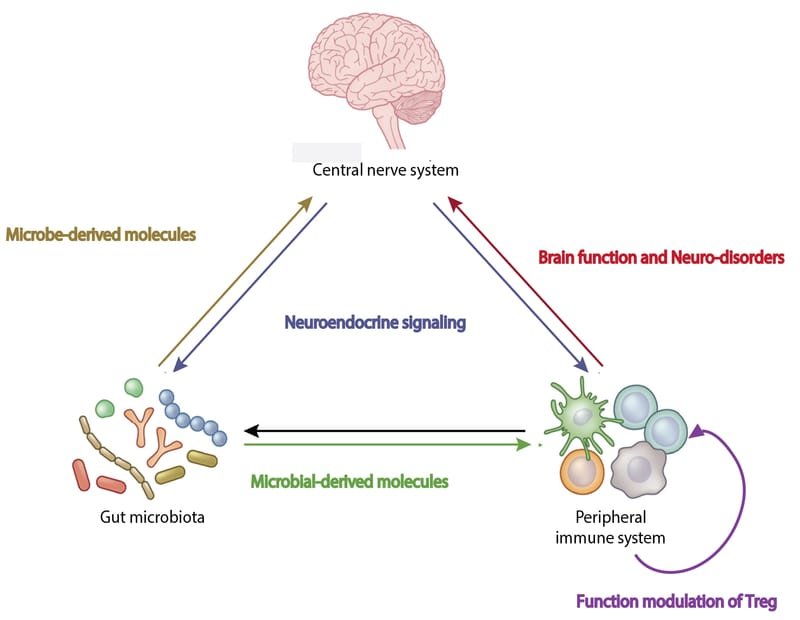 1. Interaction among gut microbiome, immune, and neuronal system