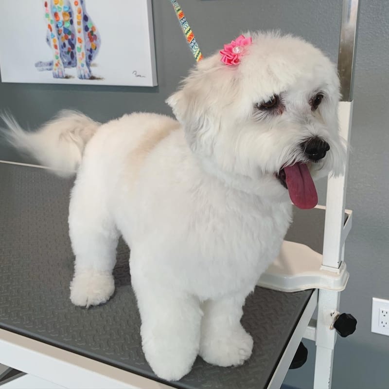 Groom and Play Santa Clarita's All Natural Dog Grooming and Supply