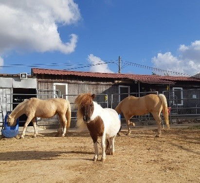 Treatment with horses