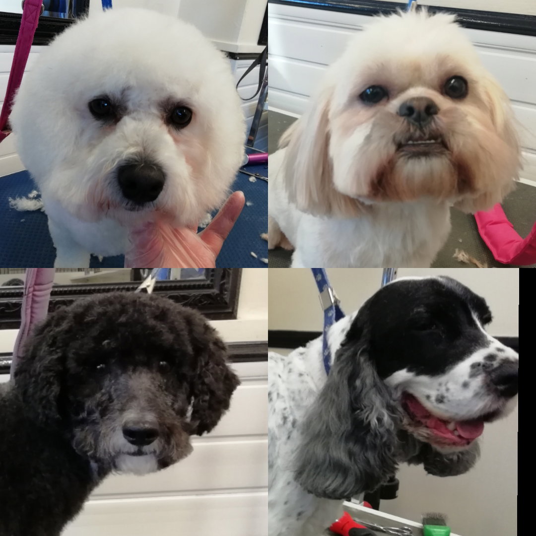 all paws dog grooming
