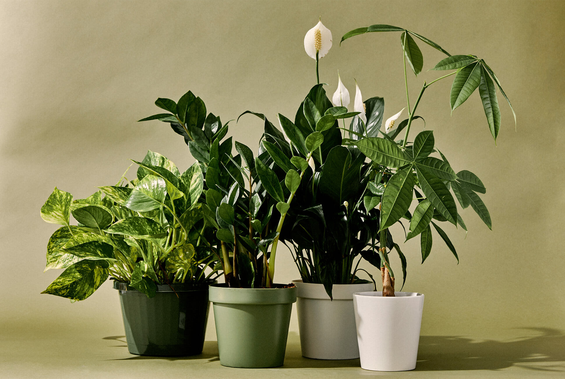 good house plants        
        <figure class=