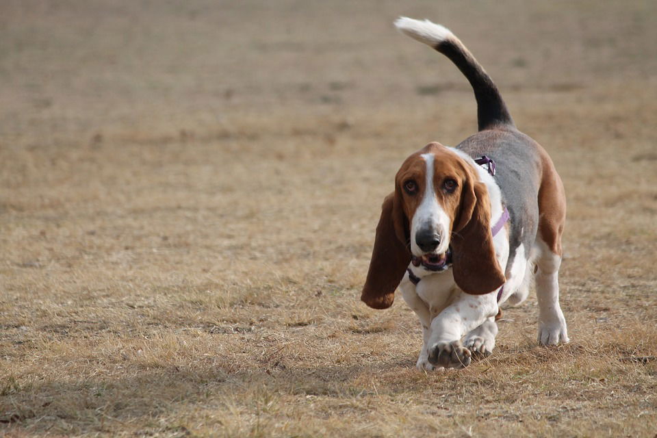 best harness for basset hound