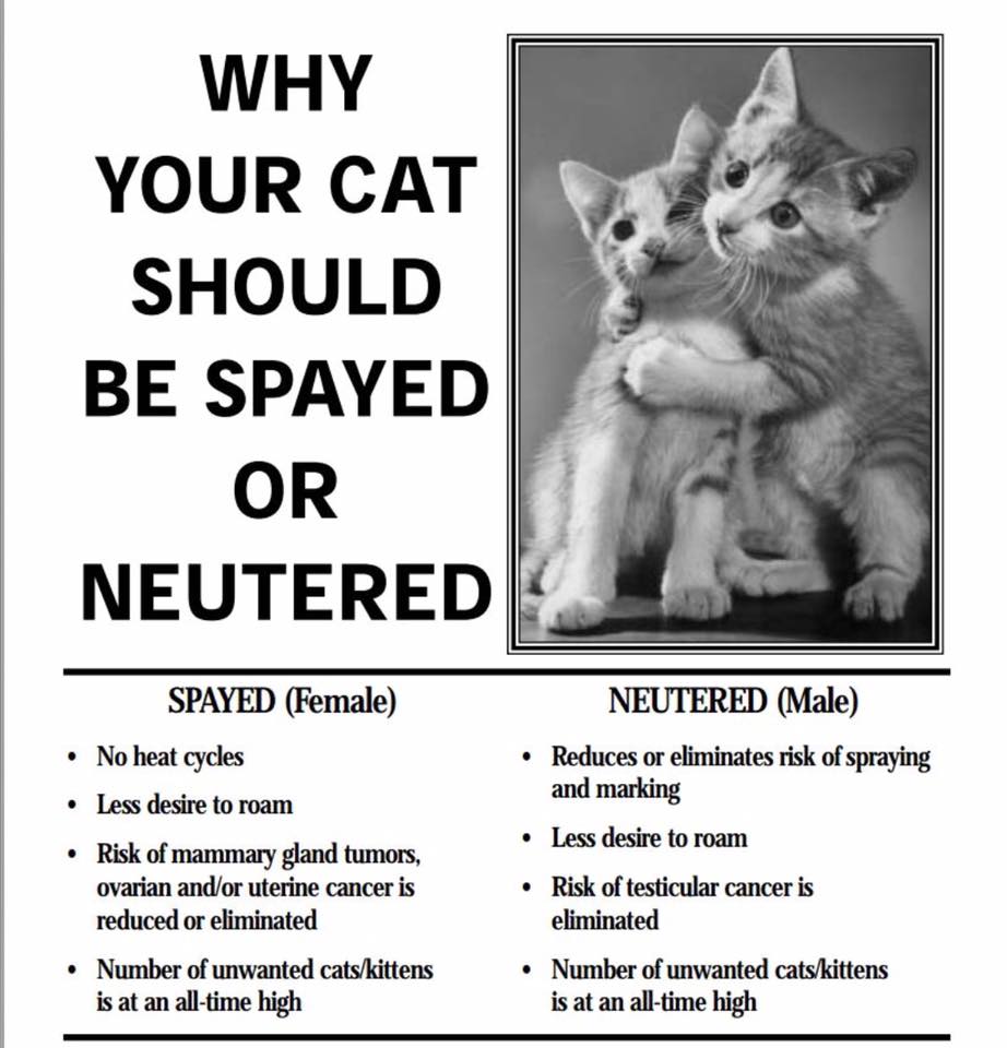 should you get your cat neutered