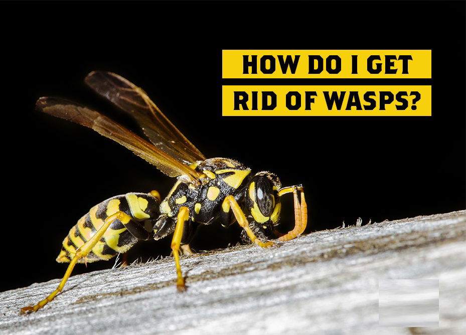 Why You Should Get Rid Of Wasps - Real Pest Control