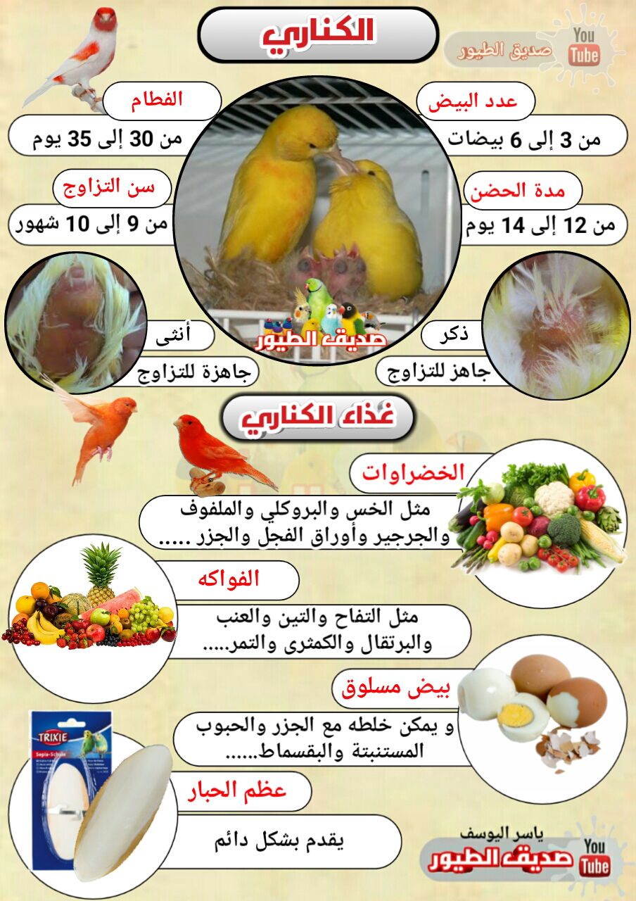 علامات تزاوج طيور الروز