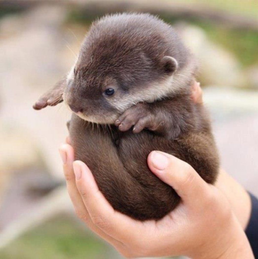 Save the Otters