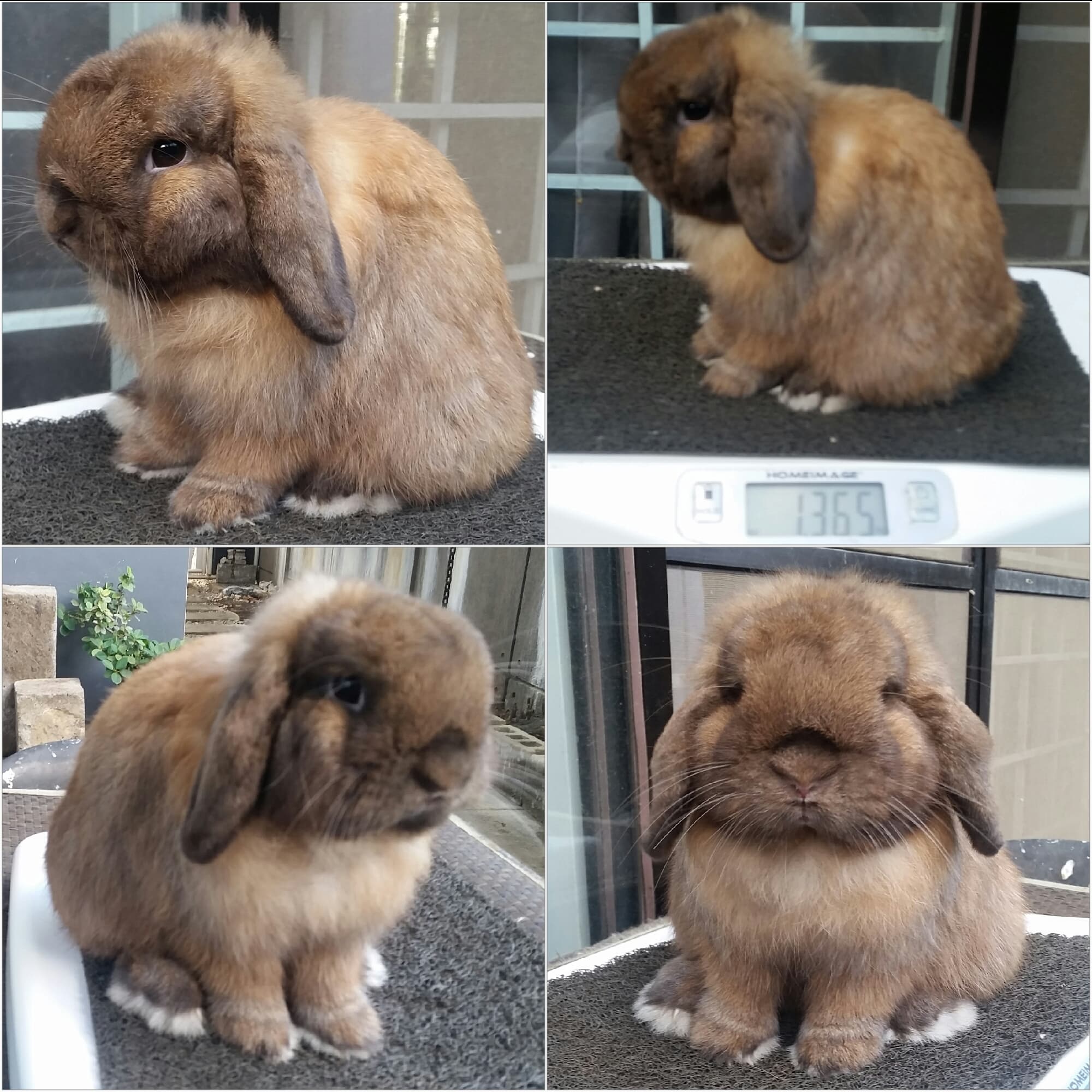 lops bunny for sale
