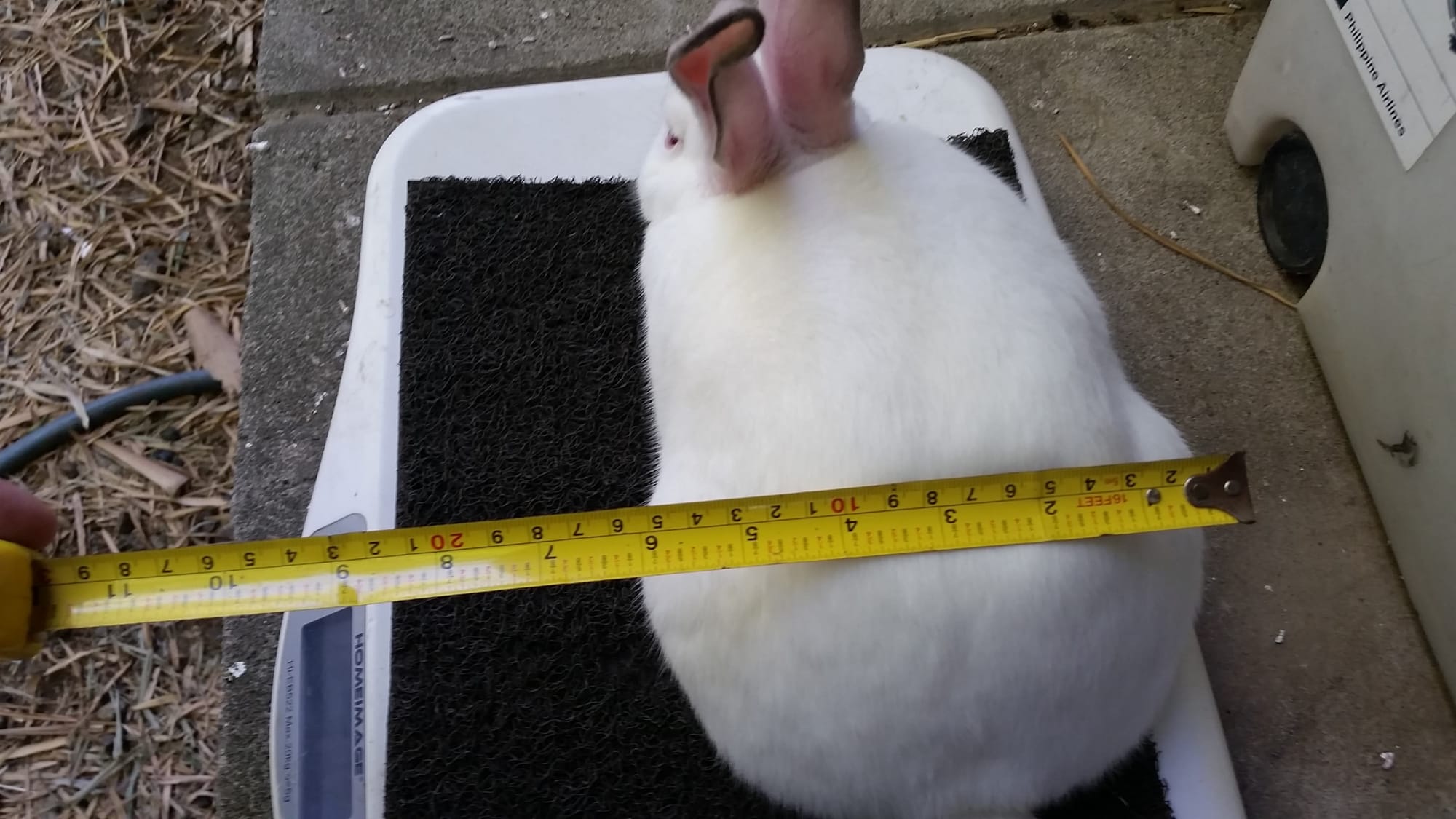 purebred rabbits for sale near me